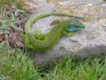 /album/fotogaleria/a44-lagarto-lagarto-jpg/